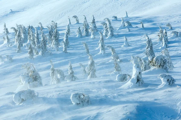 Lodowate snowy jodły na wzgórze zima. — Zdjęcie stockowe