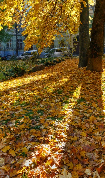 Sonbahar Şehir Parkı. — Stok fotoğraf