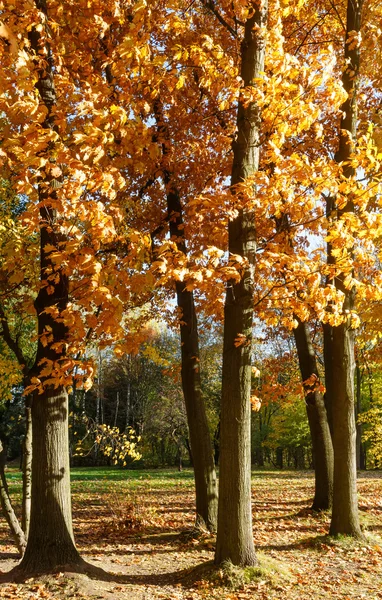 Stadtpark im Herbst. — Stockfoto