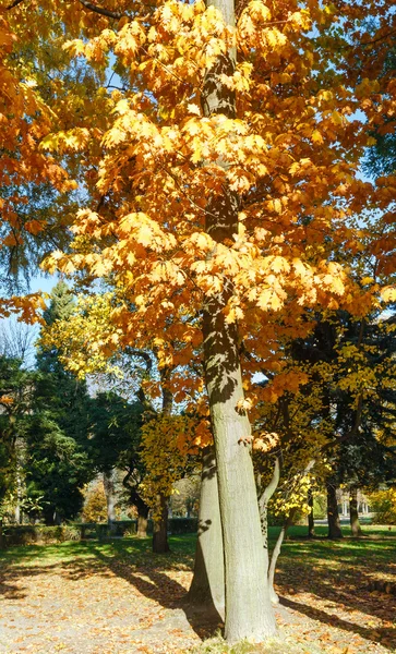 Stadtpark im Herbst. — Stockfoto