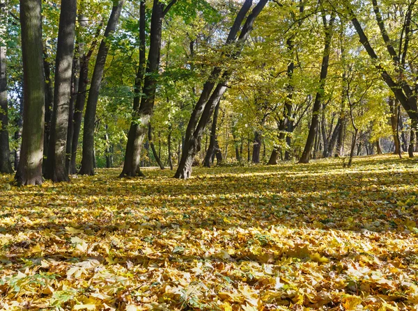 Tappeto di foglie di autunno in parco . — Foto Stock