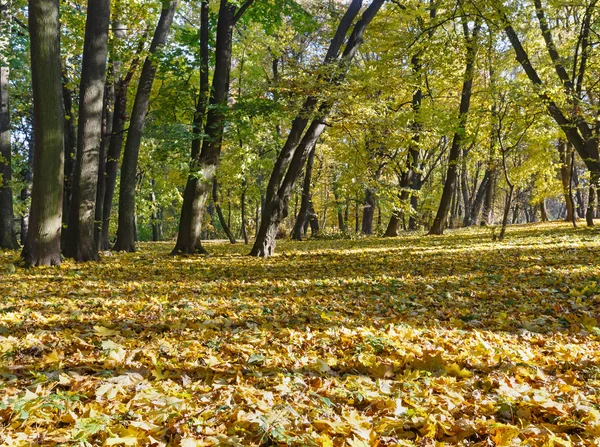 Tapijt van herfstbladeren in park. — Stockfoto