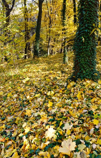 Tapijt van herfstbladeren in bos. — Stockfoto