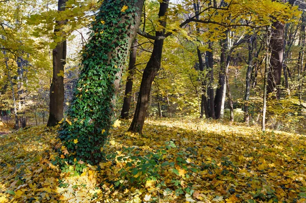 Tapijt van herfstbladeren in bos. — Stockfoto