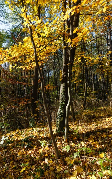 Morgen Herbstwald. — Stockfoto