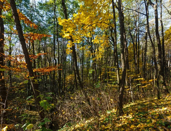 Mañana bosque de otoño . — Foto de Stock