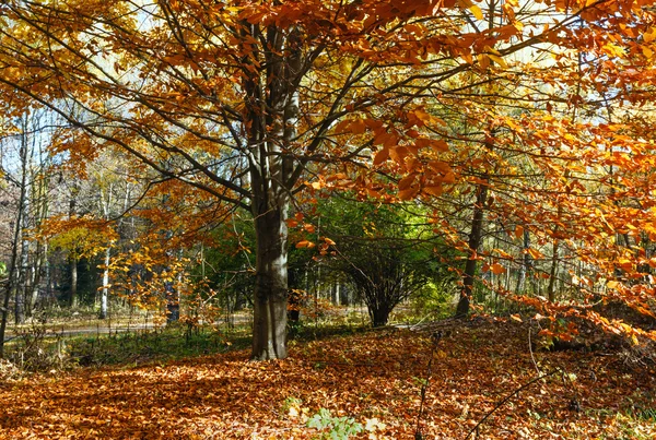 Осенний городской парк. — стоковое фото