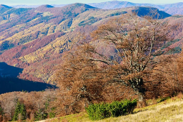 Höstens bergssluttningar färgade. — Stockfoto