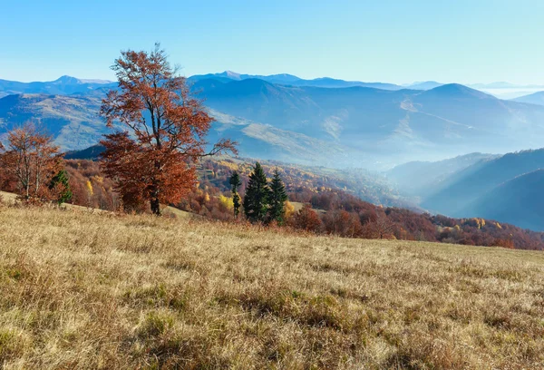 Dağda altın sonbahar. — Stok fotoğraf