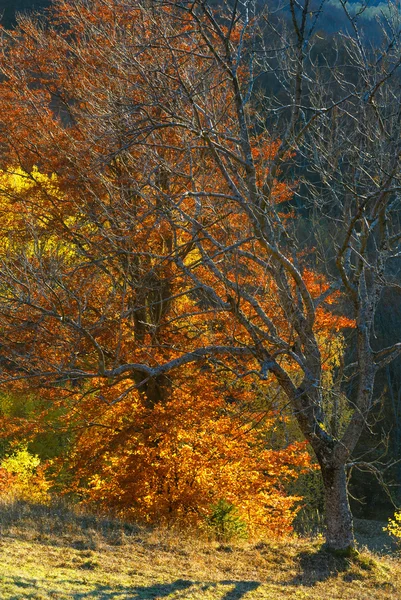 Gyllene höst i berg. — Stockfoto