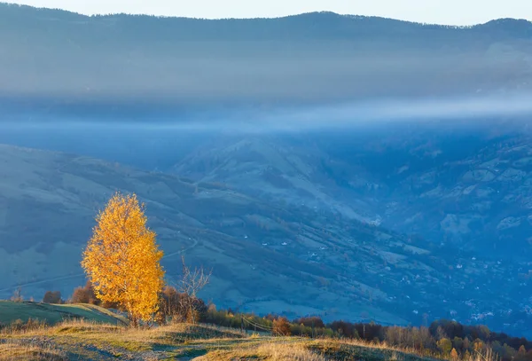 Bouleau doré dans la montagne brumeuse d'automne . — Photo