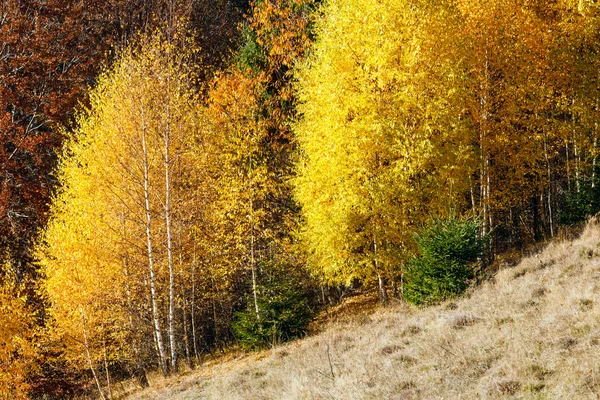 Gouden herfst in Bergen. — Stockfoto