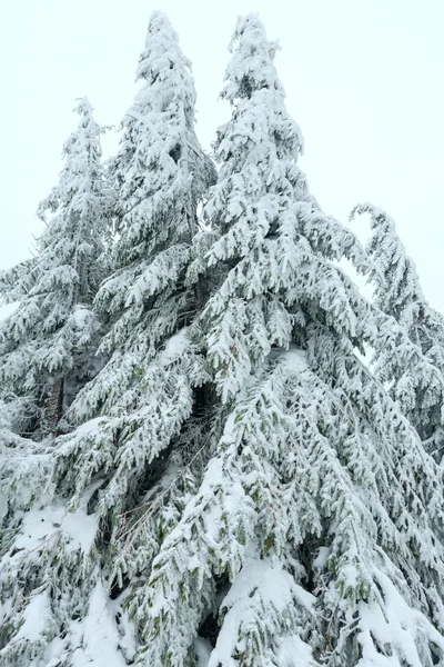 Karlı köknar ağaçları. — Stok fotoğraf