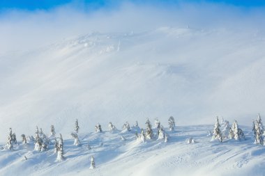 Buzlu karlı köknar ağaçları kış tepe üzerinde.