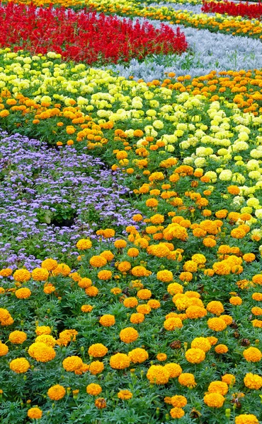 Sommer buntes Blumenbeet. — Stockfoto