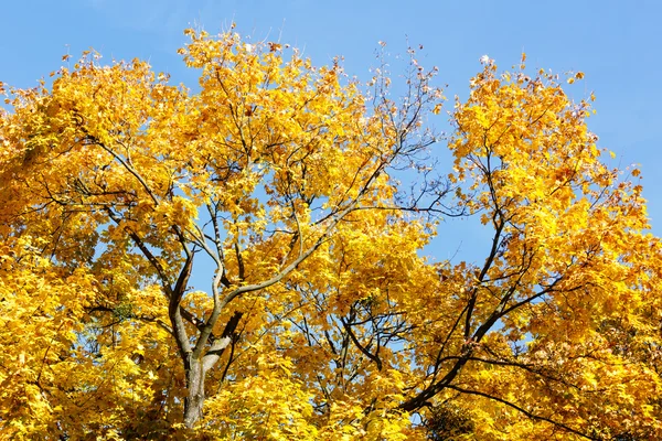 Autumn maple tree. — Stock Photo, Image