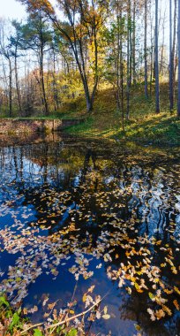 Sarı yapraklar sonbahar park gölet.