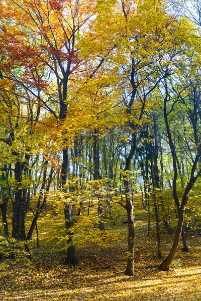 Tappeto di foglie di autunno in parco . — Foto Stock