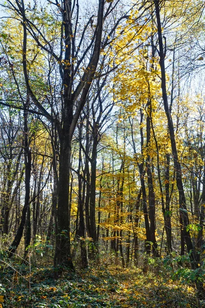 Mañana bosque de otoño . —  Fotos de Stock