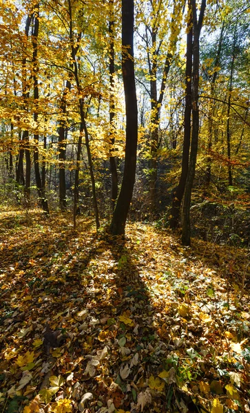 Ranní podzimní Les. — Stock fotografie