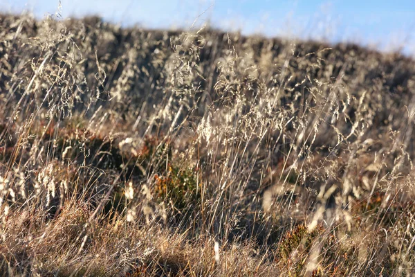 Grass (Detailní záběr), na kopci. — Stock fotografie