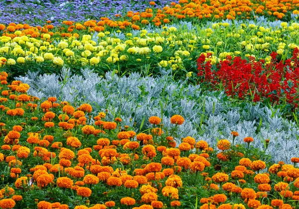 夏のカラフルな花壇. — ストック写真