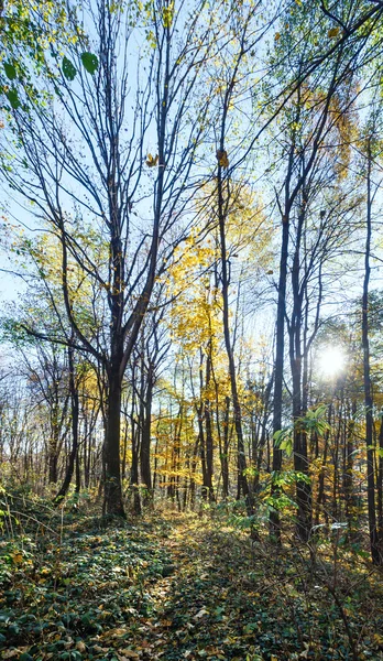 Ochtend herfst bos. — Stockfoto