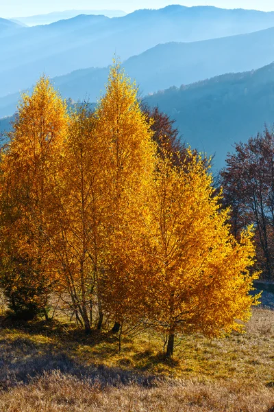 Gouden berkenbomen in mistige herfst berg. — Stockfoto