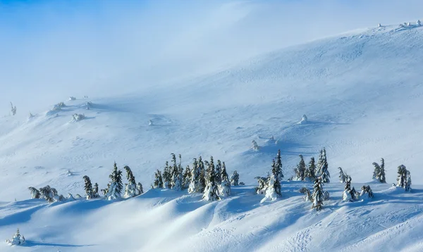 Árboles de abeto nevado en la colina de invierno . — Foto de Stock