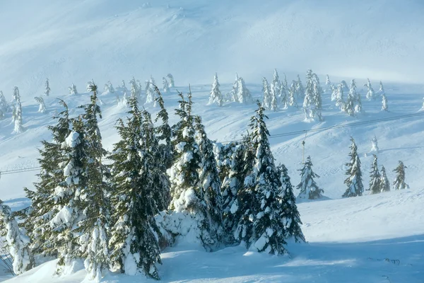 Jeges havas fenyők a winter hill. — Stock Fotó