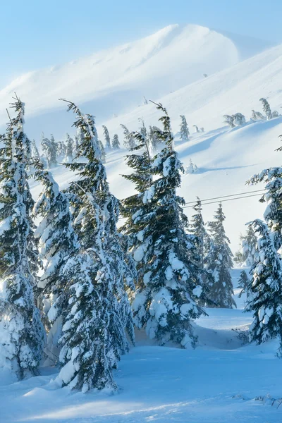 Isiga snötäckta granar på vintern hill. — Stockfoto