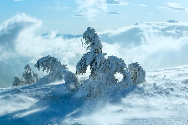 Helados abetos nevados en la colina de invierno . — Foto de Stock