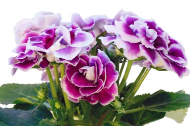 Gloxinia bitki mor-beyaz çiçekli. 