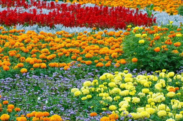 夏のカラフルな花壇。バック グラウンド. — ストック写真