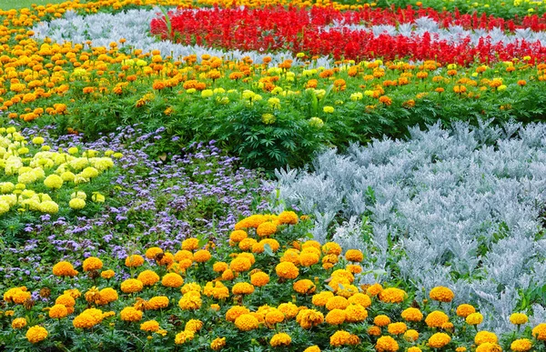 Sommaren färgglada blomsterrabatt. Bakgrund. — Stockfoto