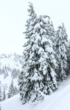 Buzlu karlı köknar ağaçları kış tepe üzerinde.