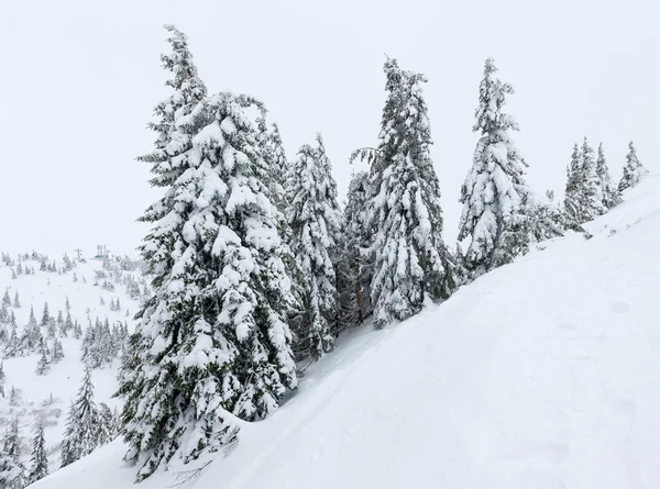 Abeti nevosi ghiacciati sulla collina invernale . — Foto Stock