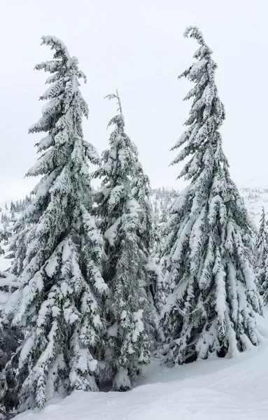 Isiga snötäckta granar på vintern hill. — Stockfoto