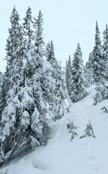 冬の丘の上の積雪のモミの木. — ストック写真