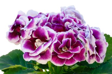 Gloxinia bitki mor-beyaz çiçekli. 