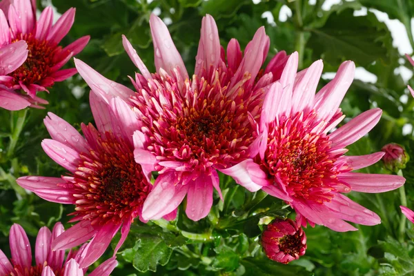 Flores de crisantemo rosa primer plano . —  Fotos de Stock