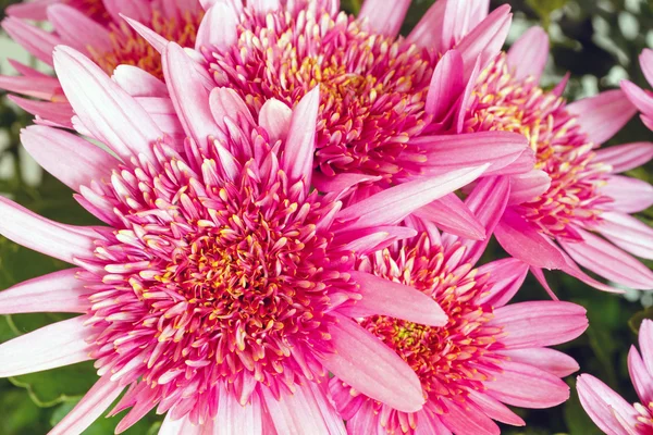 Pink Chrysanthemum flowers closeup. — Stock Photo, Image