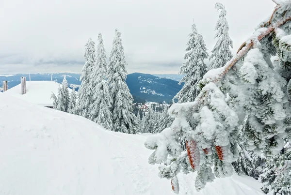 Árvores de abeto nevadas geladas na montanha de inverno . — Fotografia de Stock