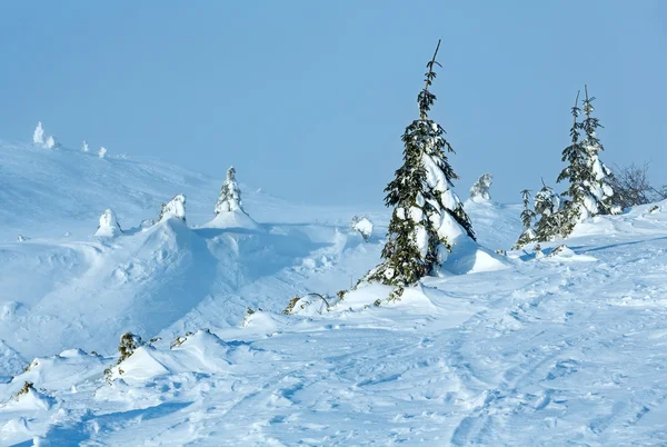 冬天山上雪杉树. — 图库照片