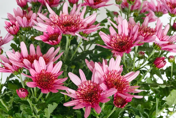 Pink Chrysanthemum flowers closeup. — Stock Photo, Image