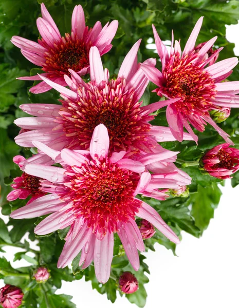 Rosa Chrysanthemenblüten Nahaufnahme. — Stockfoto