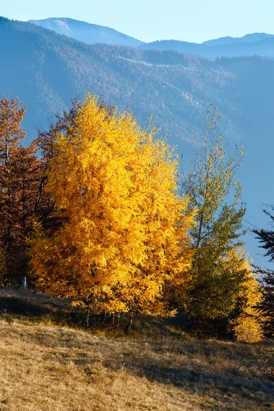 Golden birch trees in autumn mountain. — Stock Photo, Image