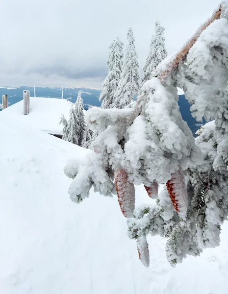 Sapins neigeux glacés en montagne d'hiver . — Photo