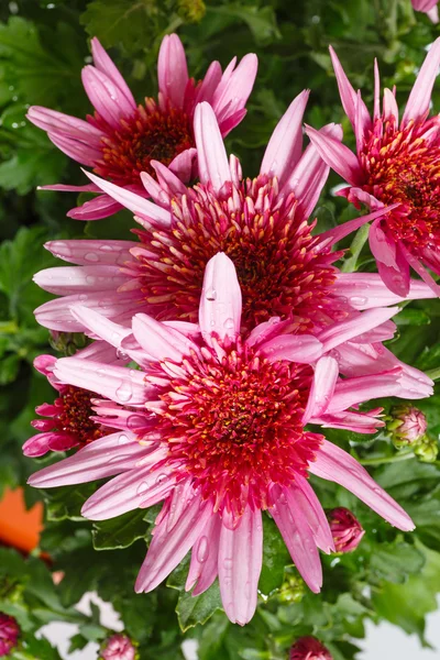 Rosa Chrysanthemenblüten Nahaufnahme. — Stockfoto