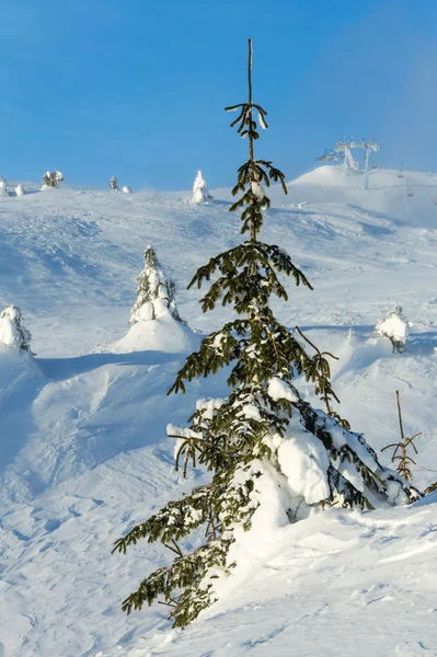冬の丘の上の氷のような雪に覆われたモミの木. — ストック写真